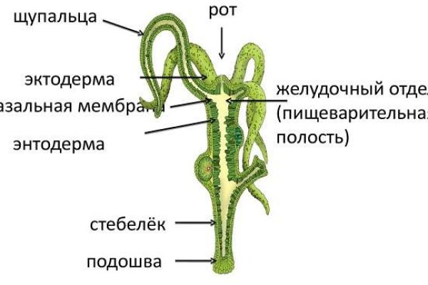 Пользователь не найден кракен